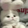 🐱