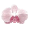 🌸