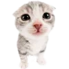 🥺