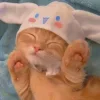 🐱