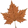 🍁