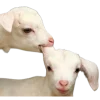 🐑