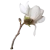 🌸