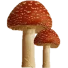 🤩