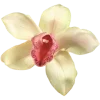 🌸
