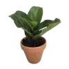 🌱