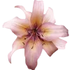🌸
