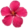 🌺