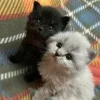 🐱