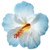 🌺