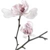 🌸