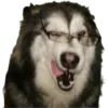 🐶