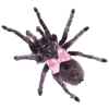 🕷️