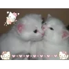 🐱