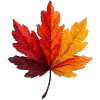 🍁