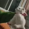 😡