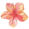 🌺