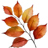 🍂