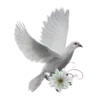 🕊