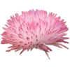 🌸