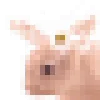 🐰