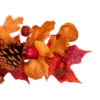 🍁