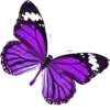 🦋