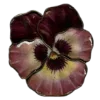 🌺