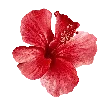 🌺