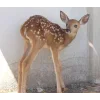 🦌