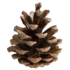 🌲
