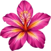 🌺