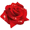 🌹