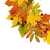 🍁