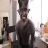😈