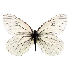 🦋