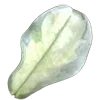 🐚