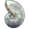 🐚