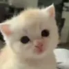 ⭐