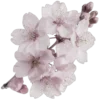 🌸