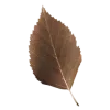 🍂