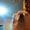 🐶