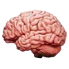 🧠