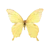 🦋