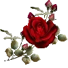 🌹