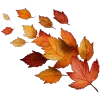 🍁