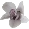 🌸