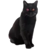 🐈‍⬛