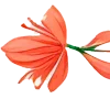 🌺