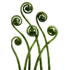 🌿